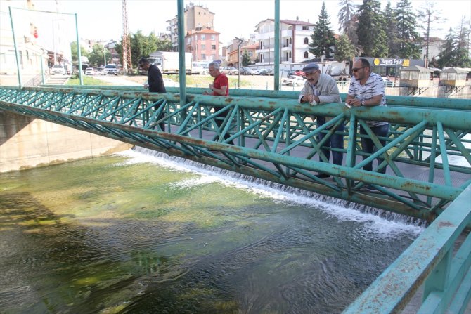 Beyşehir'de su kanalında akıntıya karşı yüzen su yılanları görenlerin ilgisini çekiyor