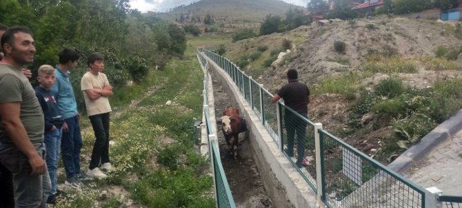 Dere yatağında mahsur kalan inekler için seferber oldular