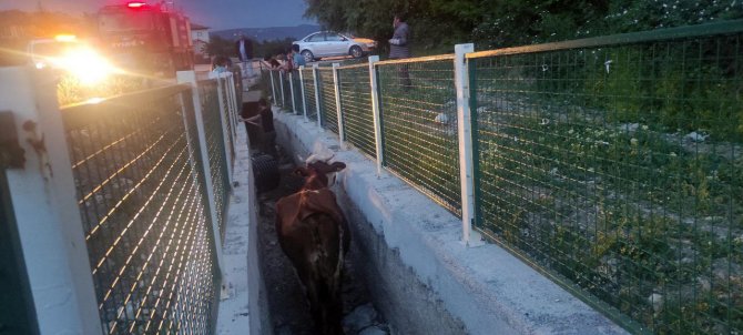 Dere yatağında mahsur kalan inekler için seferber oldular