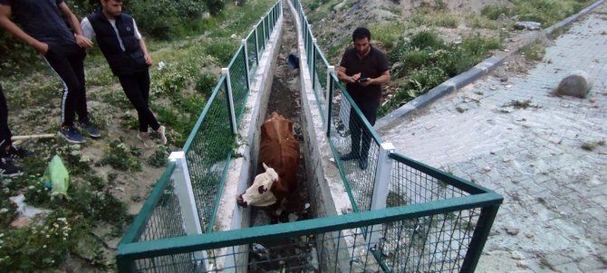 Dere yatağında mahsur kalan inekler için seferber oldular