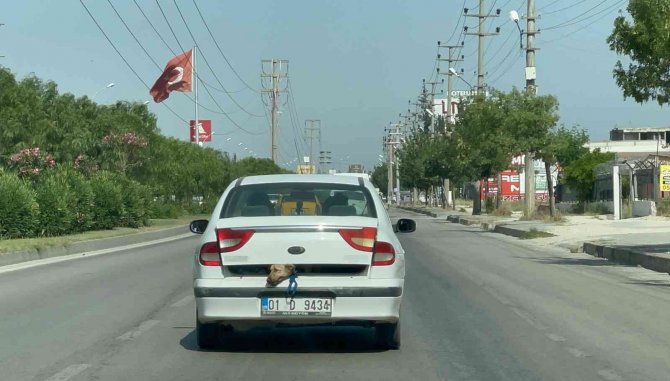 40 derece sıcakta köpeği bagajda taşıdı