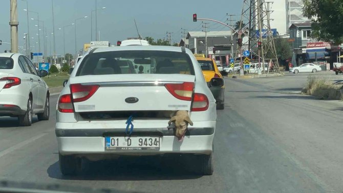 40 derece sıcakta köpeği bagajda taşıdı