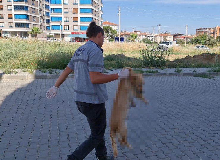 Köpekler ve kediler zehirlenerek öldürüldü