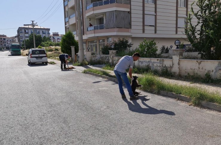 Köpekler ve kediler zehirlenerek öldürüldü