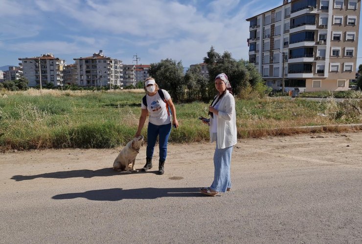 Köpekler ve kediler zehirlenerek öldürüldü