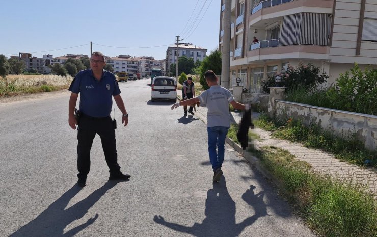 Köpekler ve kediler zehirlenerek öldürüldü