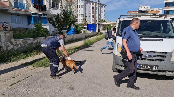 Köpekler ve kediler zehirlenerek öldürüldü