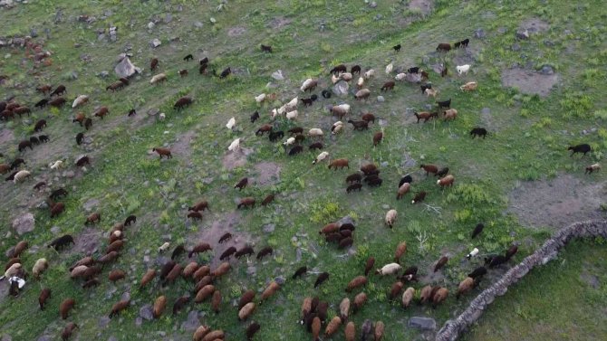 Iğdır’da yeşeren meralar koyun sürüleriyle şenlendi