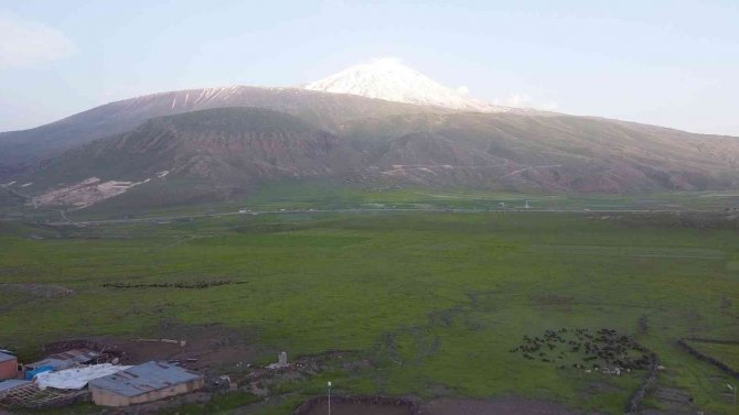 Iğdır’da yeşeren meralar koyun sürüleriyle şenlendi