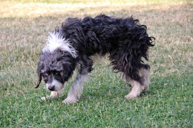 ’Yürüyemeyecek’ denilen köpeği kredi çekerek ayağa kaldırdı