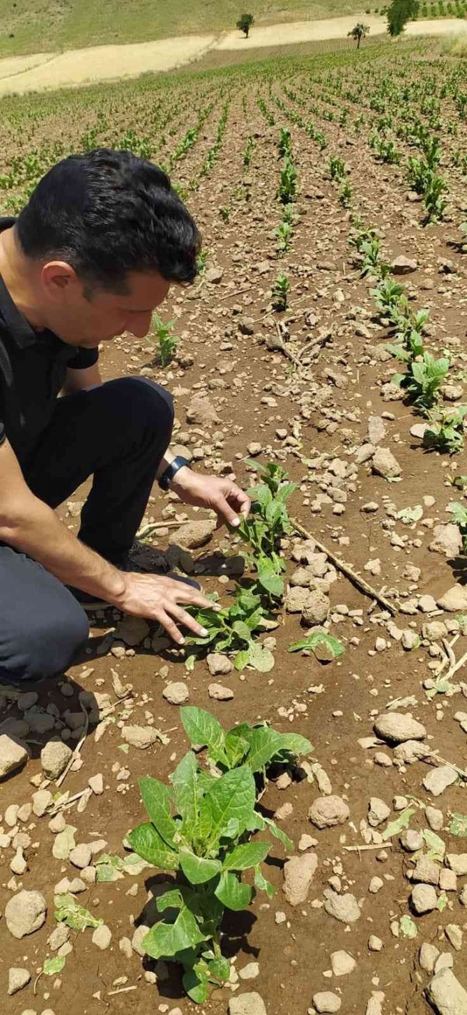 Şiddetli dolu yağışı bağ ve tütün alanlarında zarara neden oldu