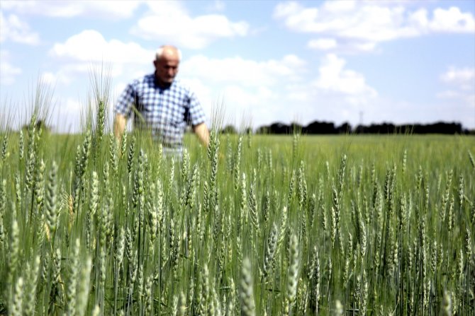 Buğday ve arpa alım fiyatları Konya Ovası'ndaki üreticileri sevindirdi