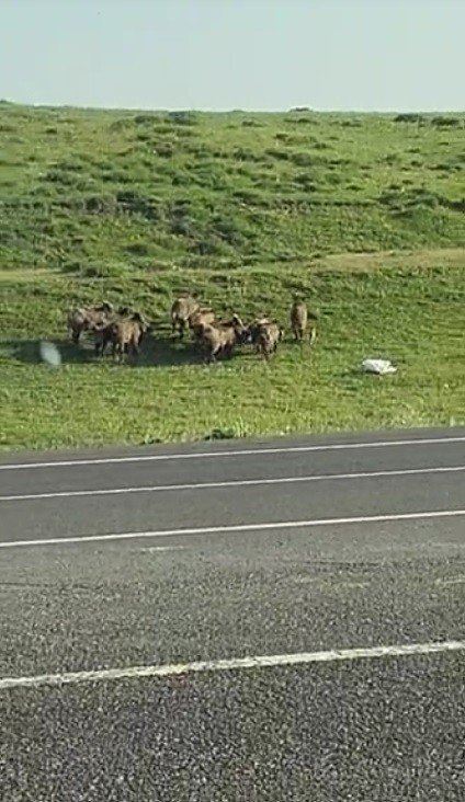 Domuz sürüsü kameraya yansıdı