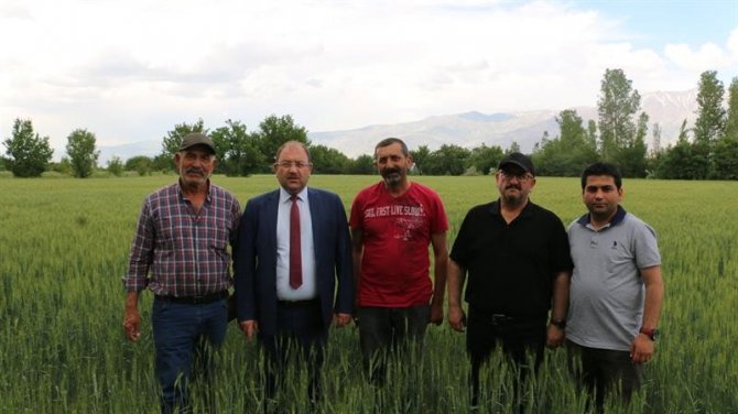 Erzincan’da hububat çiftçinin yüzünü güldürüyor