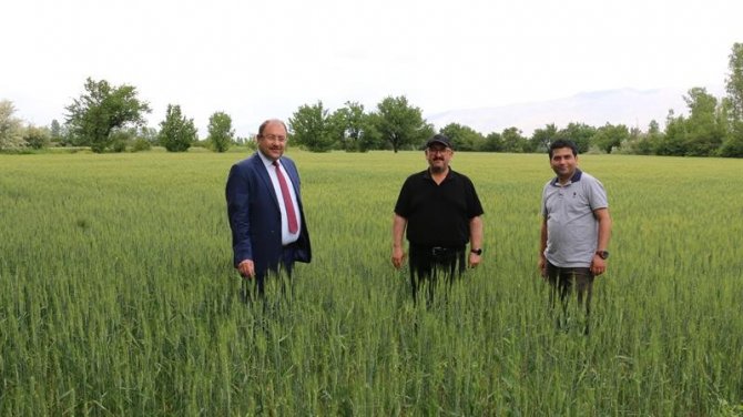 Erzincan’da hububat çiftçinin yüzünü güldürüyor