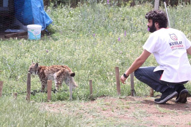 Tavuk kümesine gelen vaşak, balıkçı ağıyla yakalandı