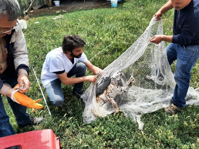 Tavuk kümesine gelen vaşak, balıkçı ağıyla yakalandı