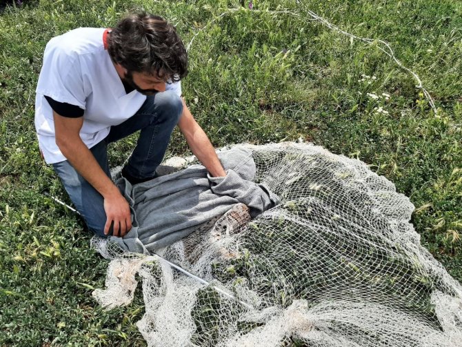 Tavuk kümesine gelen vaşak, balıkçı ağıyla yakalandı