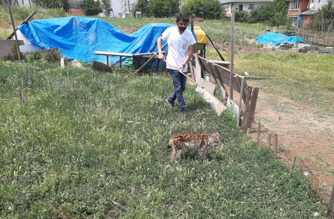 Tavuk kümesine gelen vaşak, balıkçı ağıyla yakalandı