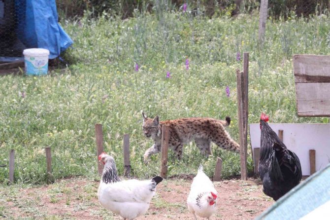 Tavuk kümesine gelen vaşak, balıkçı ağıyla yakalandı