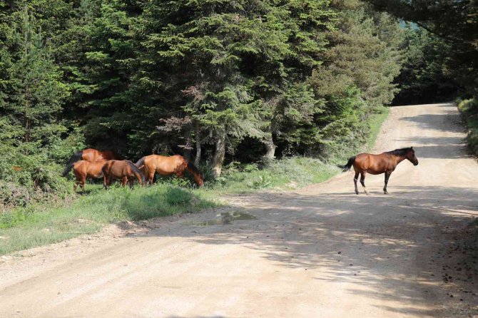 Yılkı Atları yavrularıyla doğal ortamlarında görüntülendi