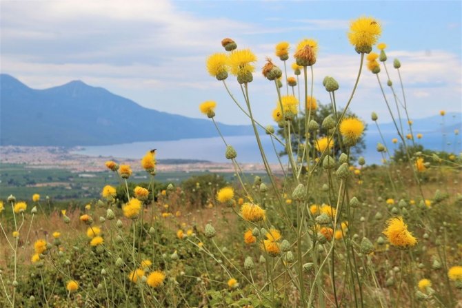 Bu çiçeği koparmanın cezası 109 bin TL