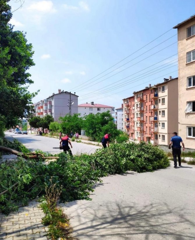 Fırtına ağaç yıktı