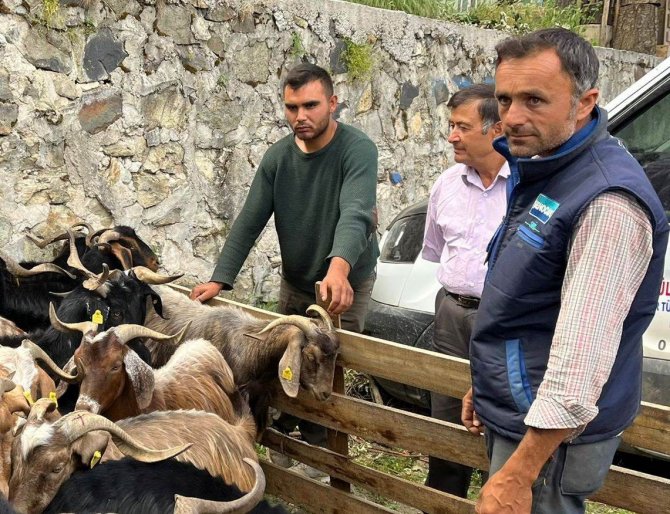 Kurbanlık hayvan pazarında denetim