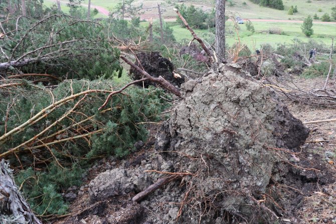 Hortum ve fırtınanın 530 çam ağacına zarar verdiği tespit edildi