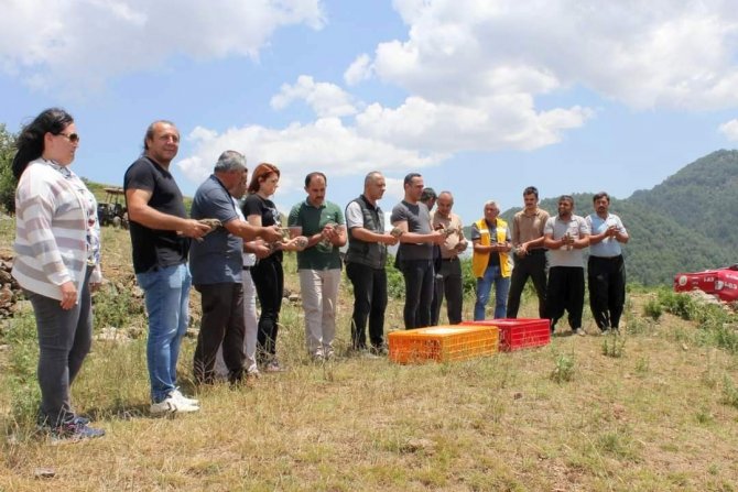 Çiftçilerin korkulu rüyasıydı, biyolojik mücadele için keklik bırakıldı