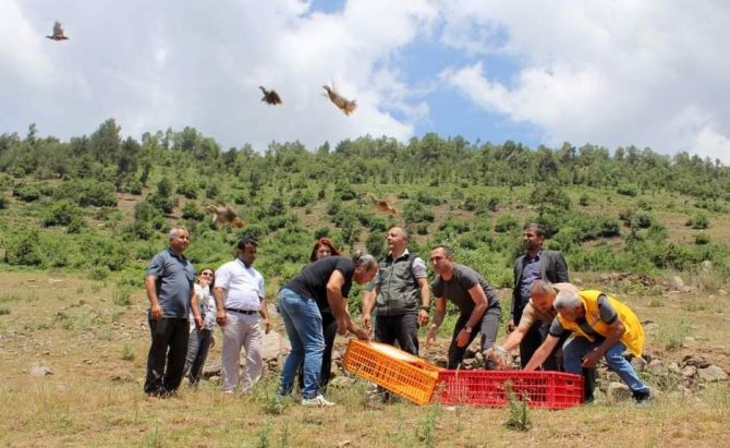 Çiftçilerin korkulu rüyasıydı, biyolojik mücadele için keklik bırakıldı