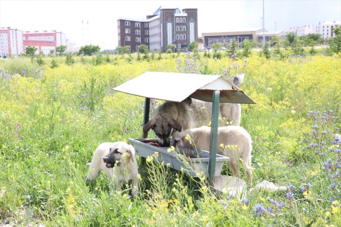"Mutlu Köpekler Kampüsü" ile sahipsiz hayvanlar yuvaya kavuştu