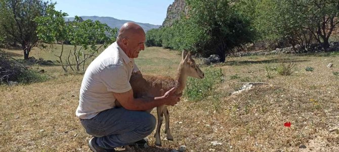 Köpeklerin saldırısına uğrayan yavru dağ keçisini vatandaşlar kurtardı