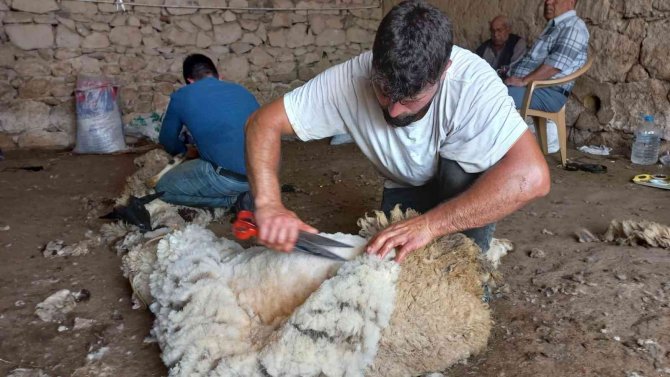 O ilçede koyunlar asırlardır aynı yöntemle kırkılıyor