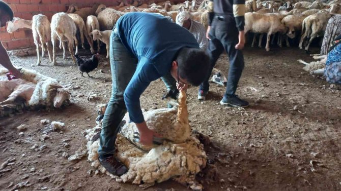 O ilçede koyunlar asırlardır aynı yöntemle kırkılıyor