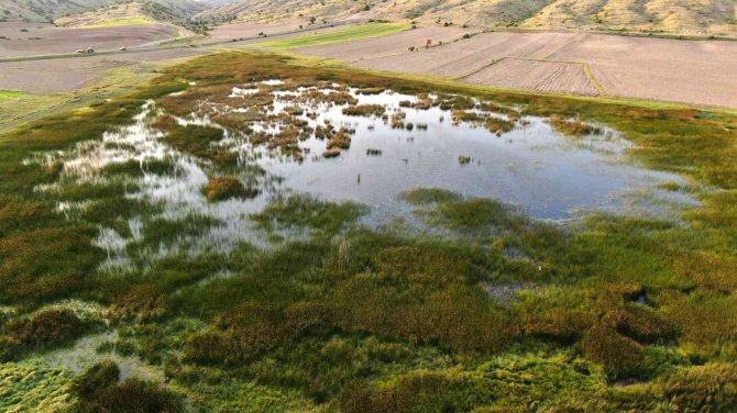 Sülük hırsızları ile başları dertte