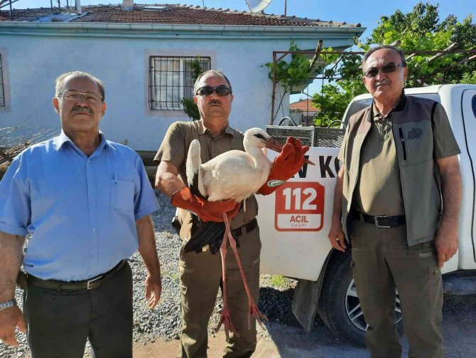 Yaralı leylek ve yavru kerkenez emin ellerde