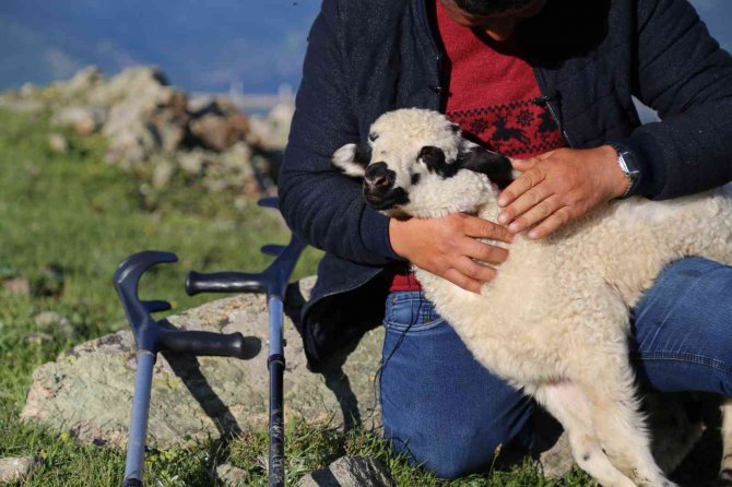 26 yıldır tek bacağıyla hayvanlarını otlatıyor