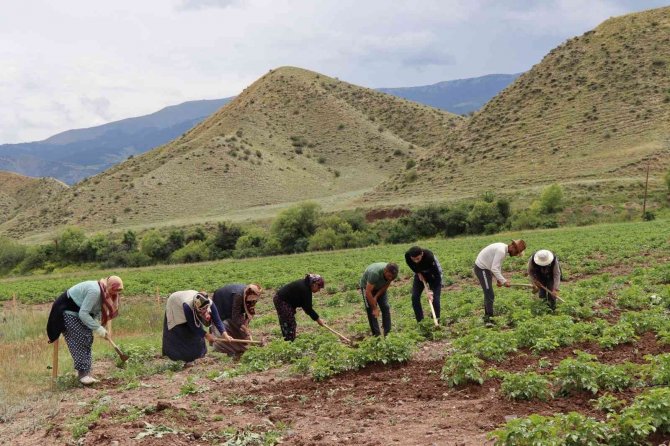 Tarlada çapalama işin eğlenceye çeviriyorlar