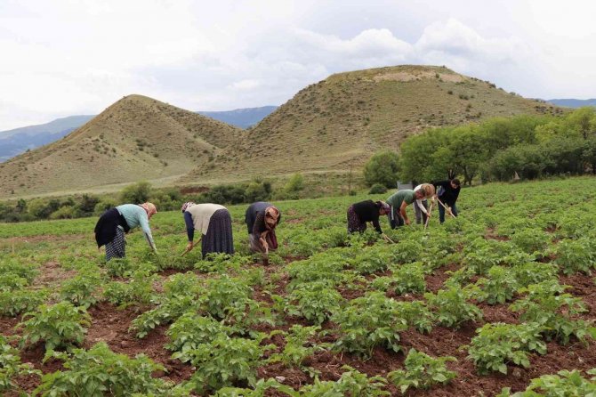 Tarlada çapalama işin eğlenceye çeviriyorlar