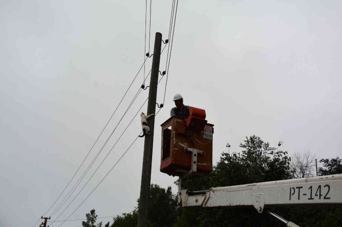 Elektrik direğinde mahsur kalan kedi, ekiplerden korkup kendisi indi