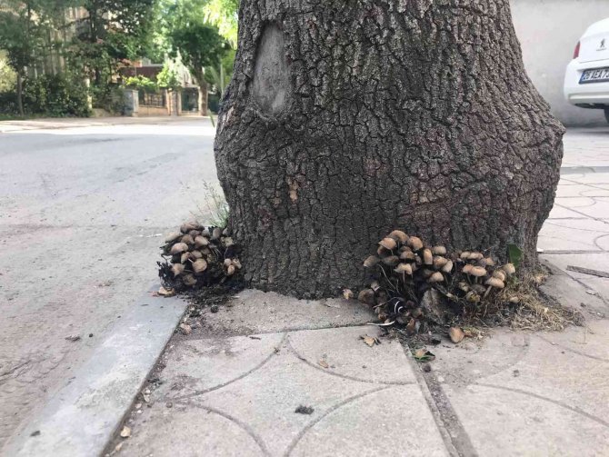 Şehir merkezi mantarlarla doldu