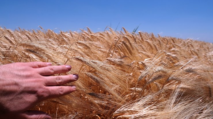 'Tahıl ambarı' Konya'da hasat sezonunda 2 milyon tonun üzerinde rekolte bekleniyor