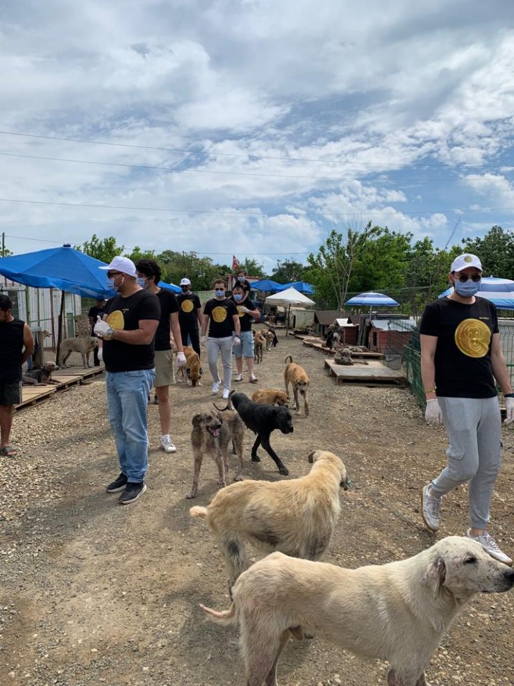 Fenomen köpek Boji, kripto paraya dönüştü 