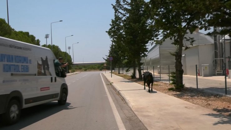 Kaçan boğa iğneyle uyuşturulup, sahibine teslim edildi