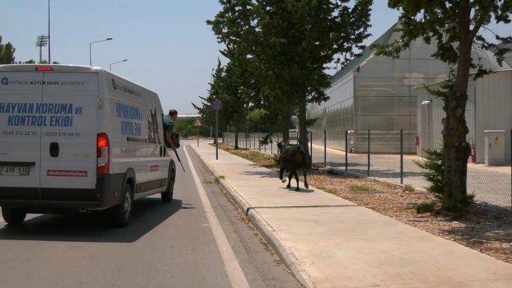 Kaçan boğa iğneyle uyuşturulup, sahibine teslim edildi