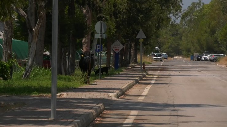 Kaçan boğa iğneyle uyuşturulup, sahibine teslim edildi