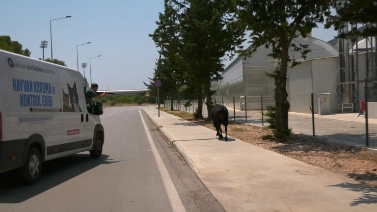 Kaçan boğa iğneyle uyuşturulup, sahibine teslim edildi