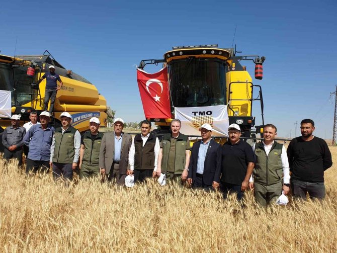 Konya bölgesinde sezonun ilk buğday hasadı