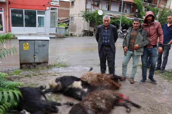 Kurbanlık koyunlar elektrik akımına kapıldı